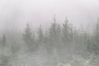 Çam ağaçları sisle kaplı.