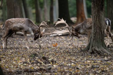 Dama dama ve yılın önemli bir dönemi