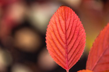 Japon kartopu yaprağının fotokopi alanı ile yakın çekimi