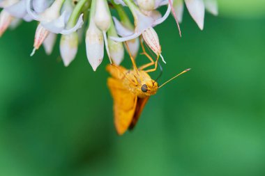 Çiçeğe tünemiş sarı kelebeğin yakın görüntüsü