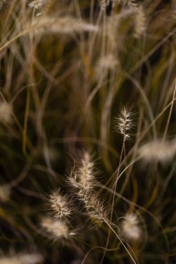 Sonbaharda fıskiyenin kaprisli yakın çekimi