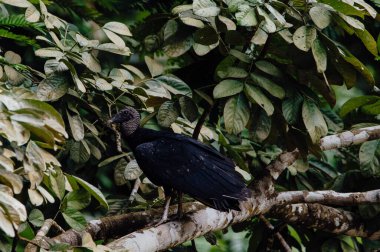 Kara Akbaba Ağaç dalına tünemiş, La Fortuna, Kosta Rika