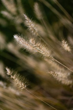 Sonbaharda fıskiyenin kaprisli yakın çekimi