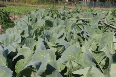 Karnabahar, çiftlikte hasat için filizleniyor.