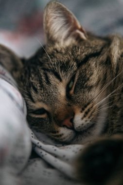 Uykucu Kedi Yumuşak Battaniyede