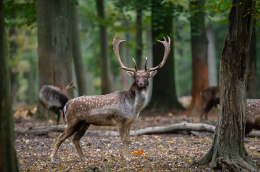 Dama dama ve yılın önemli bir dönemi