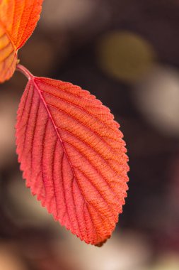 Japon kartopu yaprağının fotokopi alanı ile yakın çekimi