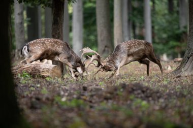Dama dama ve yılın önemli bir dönemi