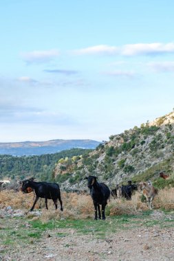Girit 'teki Dağ Manzarasında Vahşi Keçiler