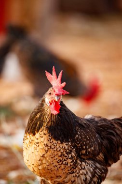 Carrizosa 'da Benekli Tüylü Tavuk