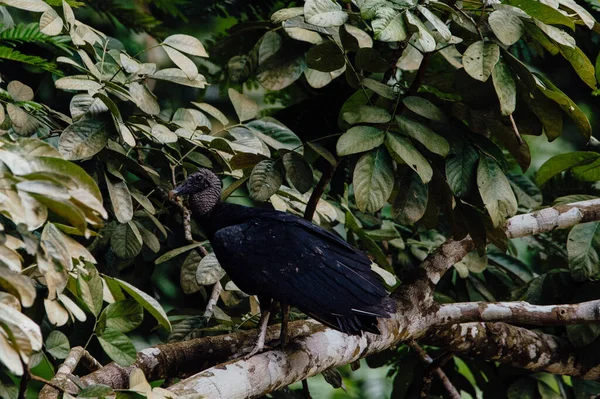 Kara Akbaba Ağaç dalına tünemiş, La Fortuna, Kosta Rika