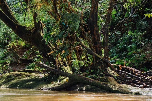 Pea Blanca Nehri boyunca tropikal orman, La Fortuna, Kosta Rika.