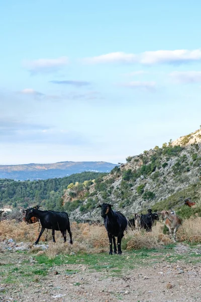 Girit 'teki Dağ Manzarasında Vahşi Keçiler