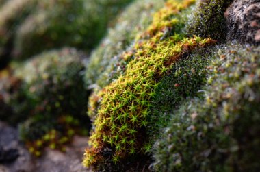 Kaya yüzeyinde yemyeşil yosun Makro Fotoğrafçılık