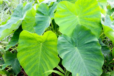 yeşil renkli taro ağacı çiftlikte