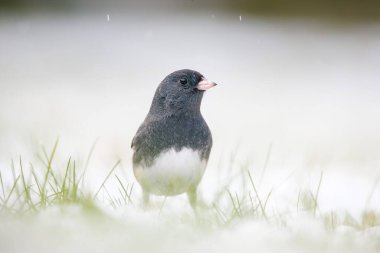 Kara gözlü junco karla kaplı çimlerde