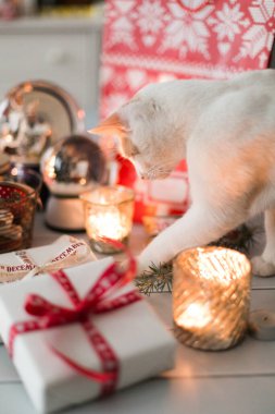 Kedi Noel hediyeleriyle oynuyor.