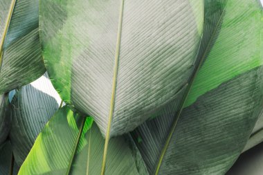 Yeşil tropikal palmiye yapraklarının dokusunu kapat