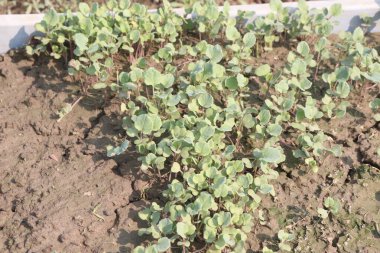 Çiftlikte hasat için torba içinde Brinjal fideleri