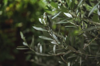 Taze zeytin ağacı yaprakları nükteli yeşil arkaplan