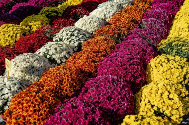 Parlak saksı çiçekleri pazarda