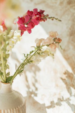 Sincap ejderhaları güneş ışığıyla seramik vazoda çiçek açar.