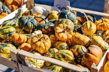 Çiçek pazarında parlak renkli balkabakları