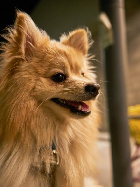 Pomeranya köpeği sıcak ışıkta dışarıda