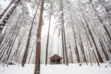 Uzun ağaçlar ve düşen ağaçlarla çevrili bir kış fırtınasında ahşap kulübe.