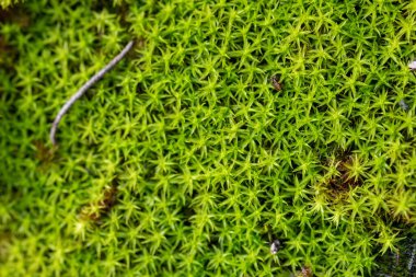Taze Yeşil Yosun Büyüyen Makro