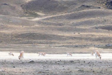 Tarlada otlayan boynuzlu at.