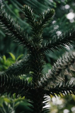 Maymun Bulmaca Ağacı Şubesi Yaklaş