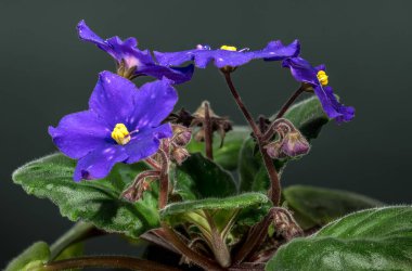 Karanlık Arkaplanda Benekli Afrika Menekşeleri