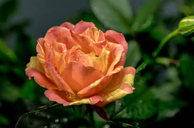 Turuncu Çizgili Gül ve Bud Islak Yapraklarda