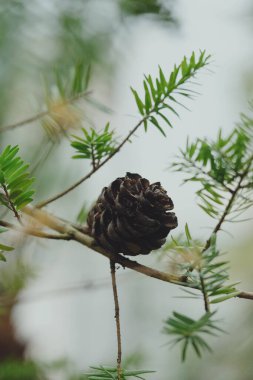 Doğu Hemlock Konileri Şubede