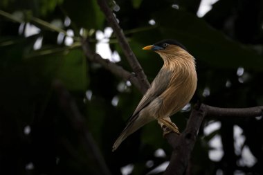 Brahminy Starling desenli bir dala tünemiş.