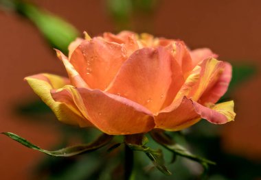 Tomurcuklu Turuncu ve Sarı Gül