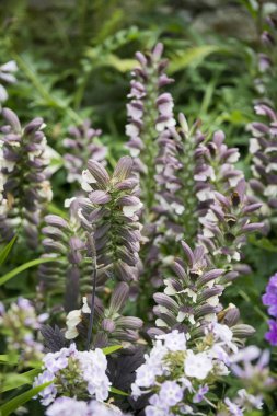 Bears Breeches ve Phlox in Bloom.