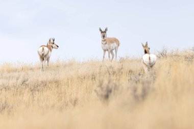 Tepedeki Üç Boynuzlu At
