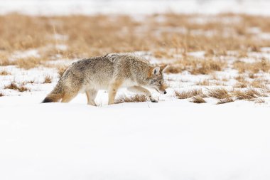 Karlı bir arazide gezinen çakal avını arıyor.