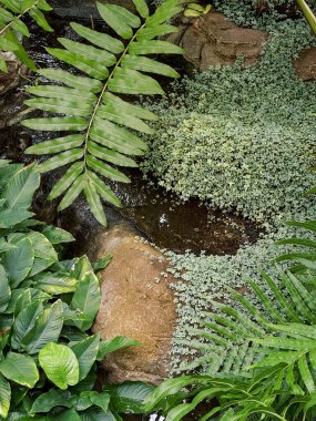 Kopya alanı ile doğal yeşil yeşillik ve su arkaplanı