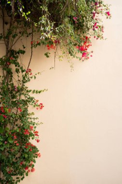 Bougainvillea sarmaşıkları yumuşak bej dış duvar boyunca tırmanıyor