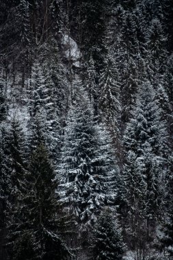 Kışın Evergreen Ormanı karla kaplandı