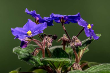 Yıldızlı Afrika Menekşesi Yeşil Arkaplanda Çiy Damlalarıyla Çiçek Açtı
