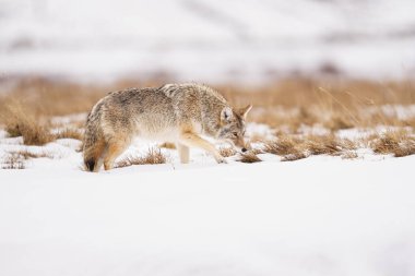 Yellowston 'un Kışın Çayırlarında Çakal Avcılığı