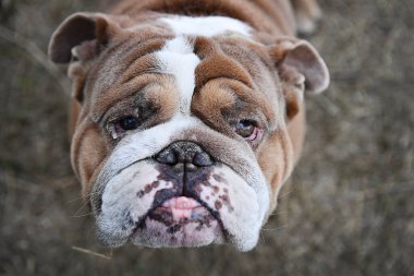 Kahverengi beyaz bir bulldog yukarı bakıyor..