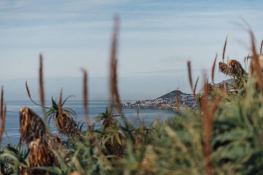 Ön planda bitki örtüsü ve Atlantik Okyanusu ile Funchal manzarası