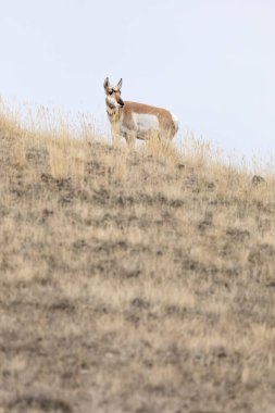 Tepedeki bir boynuza bakıyorum.