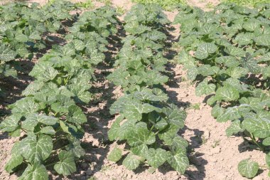 çiftlikte hasat için kabak bitkisi