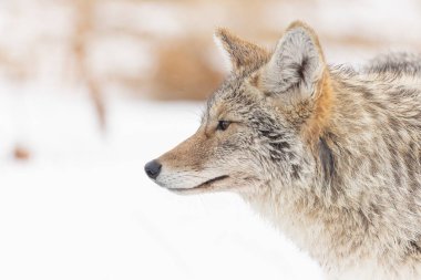Çakal Profili Ufuğa Doğru Bakıyor